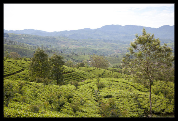 Tea Fields Near Nuwara Eliya
