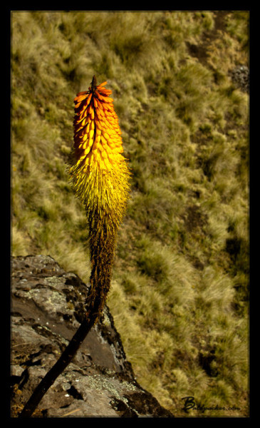 Simien Mountain Flower