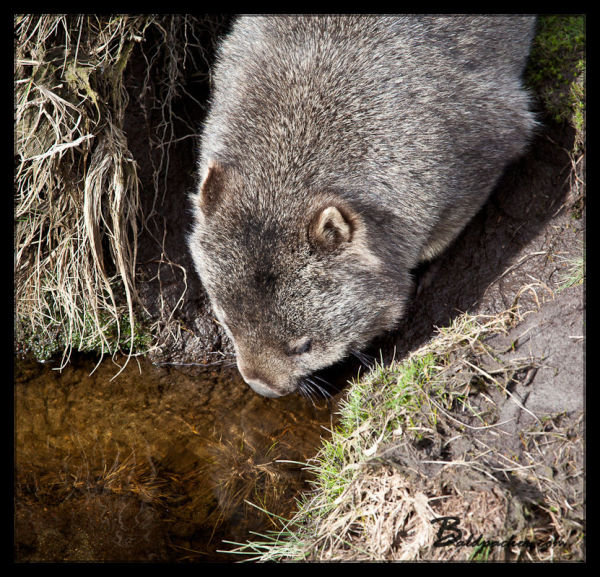 Wombats in Cradle Mountain National Park, Tasmania