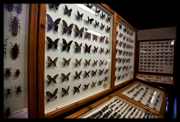 Daintree Entomological Museum