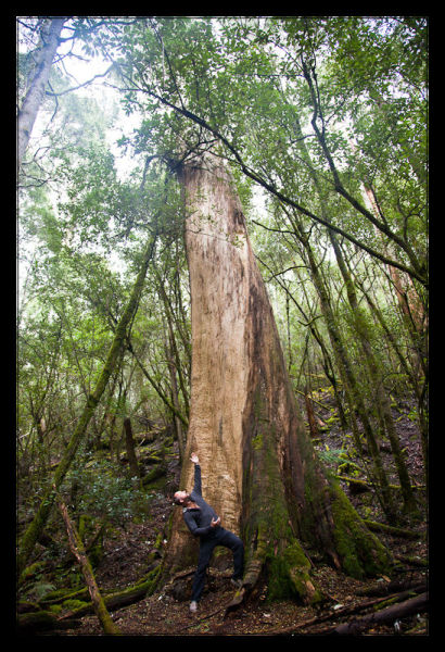 Rainforest near Nelson Falls, Tasmania