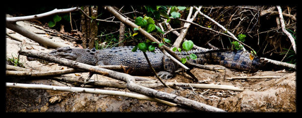 Daintree River Crocodile