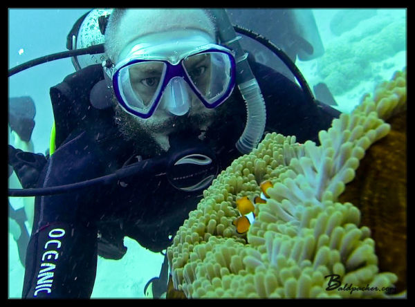 Clown Fish - Great Barrier Reef