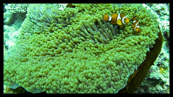 Clownfish - Great Barrier Reef