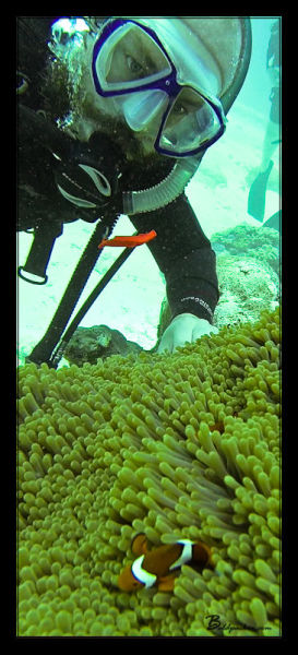 Clownfish - Great Barrier Reef
