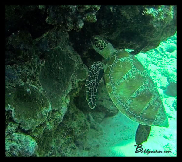 Turtle - Great Barrier Reef