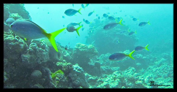 Yellowtail Fusilier - Great Barrier Reef