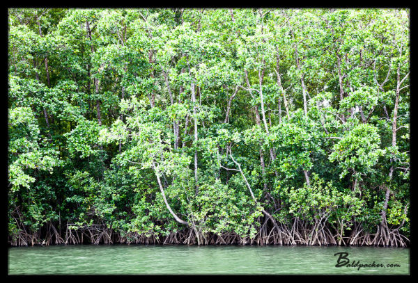 Daintree River Mangroves