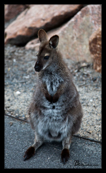 Parking Lot Wallaby