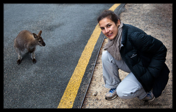 Parking Lot Wallaby