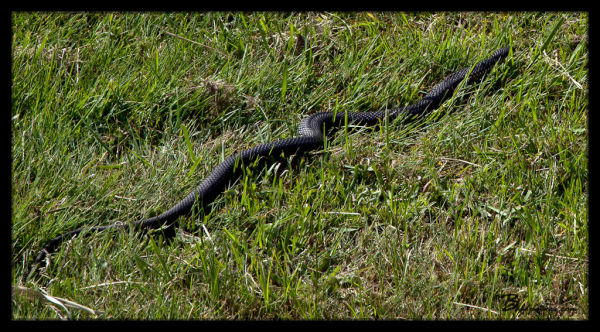 Snake Near Tamar Island Boardwalk