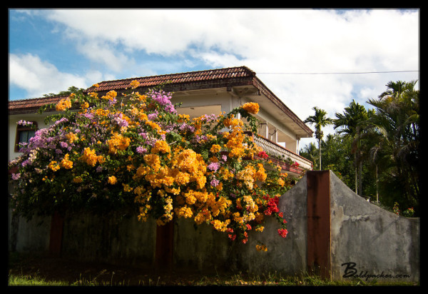 House and Flowers on Saipan