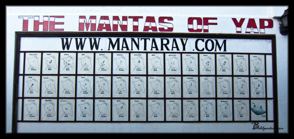 Manta Ray Bay Resort's Manta Ray Identification Chart