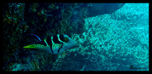 Fish on Scuba Dive in Yap