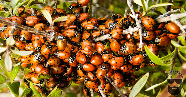Ladybugs Aggregating to Hibernate, Guadalupe Mountains National Park