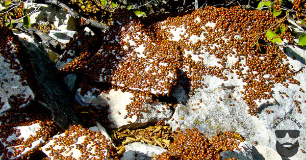 Ladybugs Aggregating to Hibernate, Guadalupe Mountains National Park