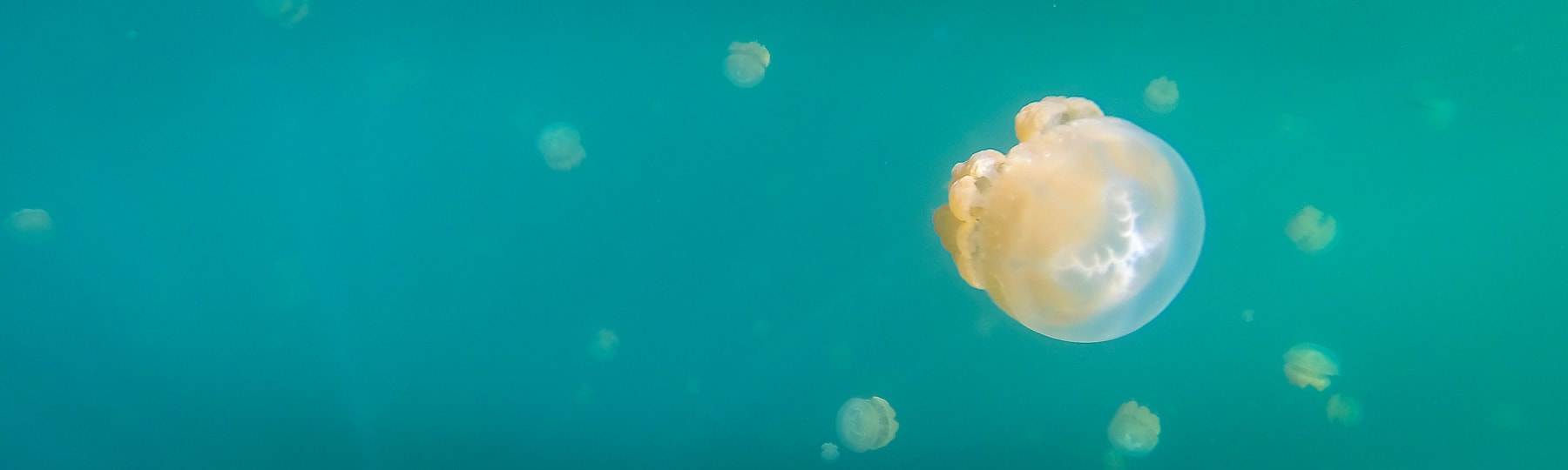 Palau Jellyfish Tour