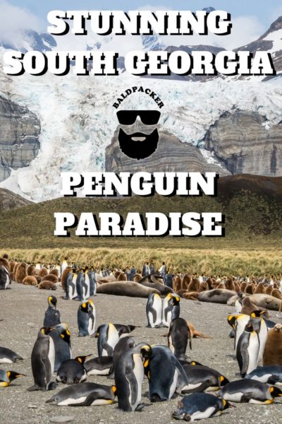 South Georgia Penguins